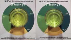 Как да се идентифицира амоняк в аквариума и как да се справят с него?